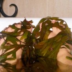 bladderwrack-bliss1 bladderwrack-bliss1