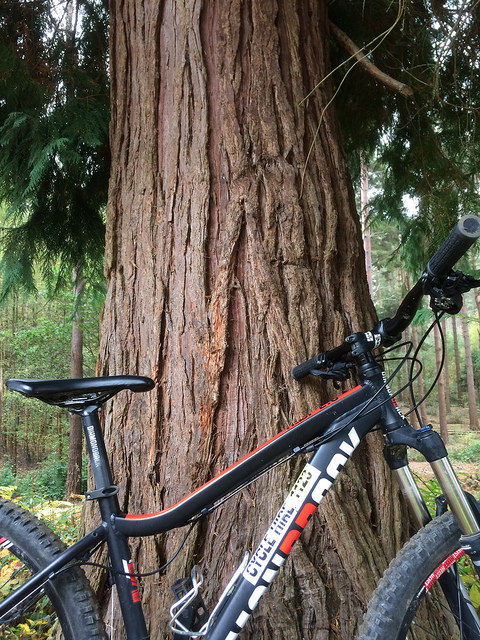 bedgebury bike park