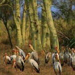 Yellow billed storks, Gorongosa. Photo: Rainbow Tours