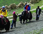 Yak Safari in Himalayas, Photo: The Green Circuit