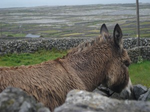 Inis meain1