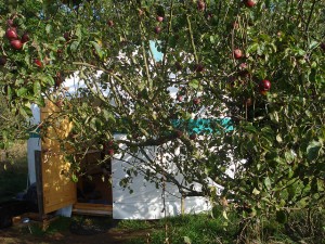 yurt top