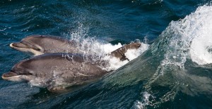 Bottlenose dolphins in Shannon Estuary off Loop Head  (Credit Tim Stenton 8 (2)