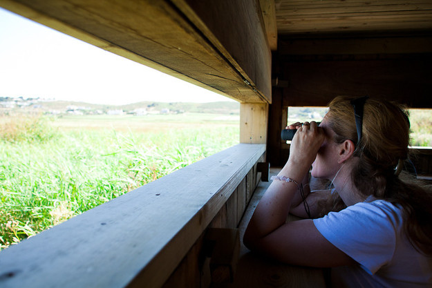 Birdwatching in Jersey