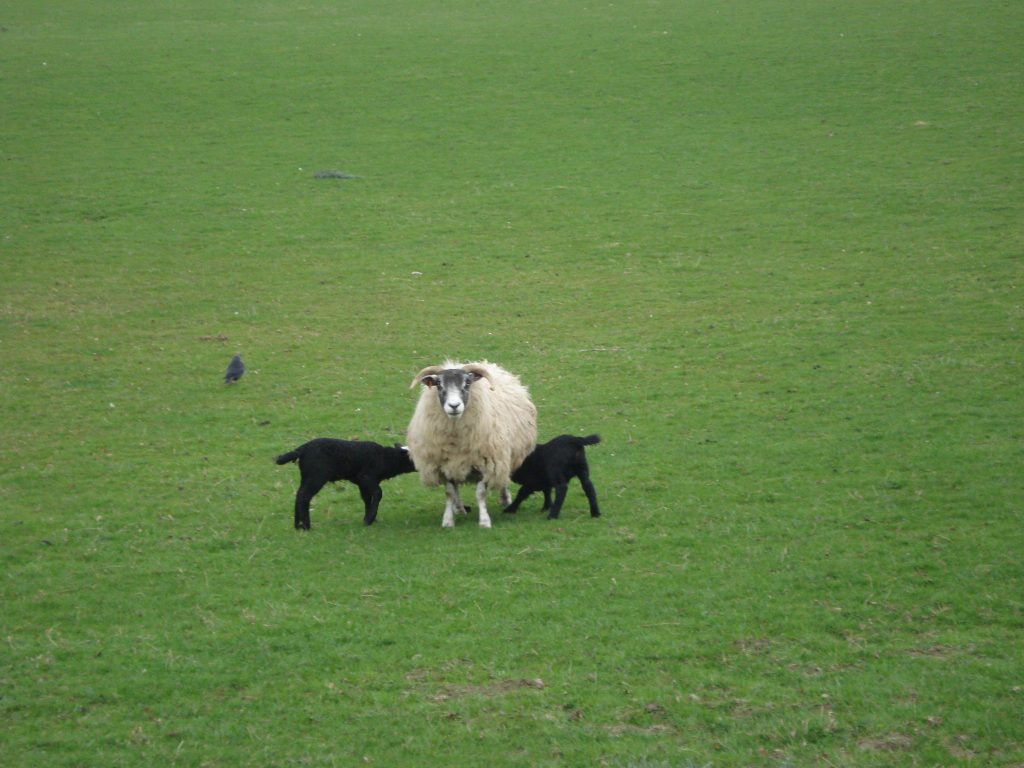 Lambing season in Scotland